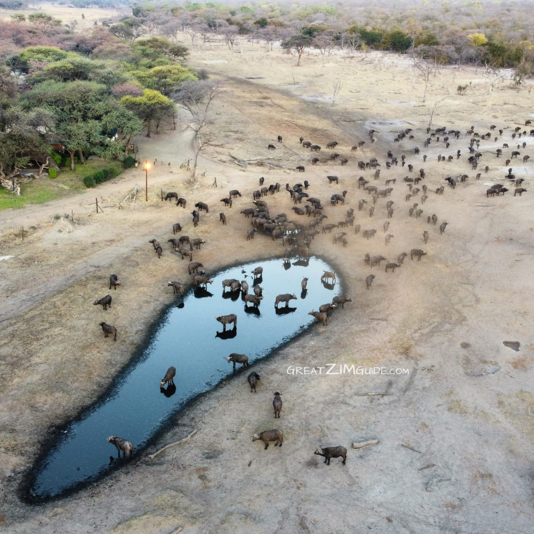 Herd buffalo Hwange National Park Zimbabwe AFRICA