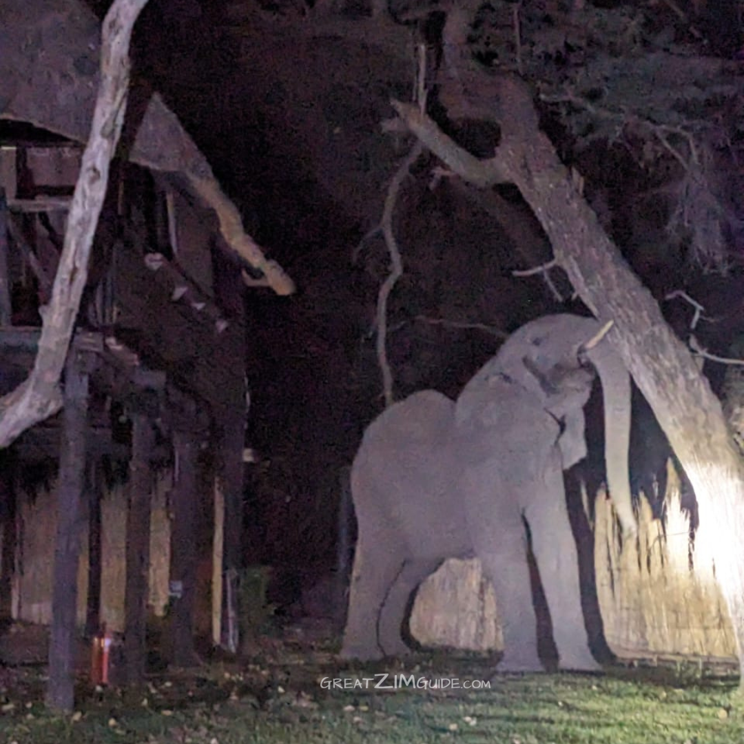 elephant night hwange national park zimbabwe africa lodge