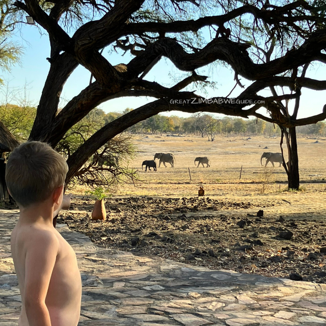 hwange elephants view zimbabwe africa