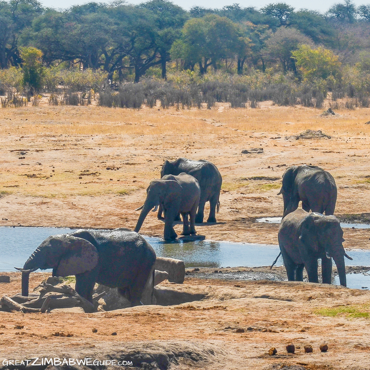 Elephants in water Hwange National Park Zimbabwe Africa