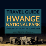 HWANGE NATIONAL PARK ZIMBABWE TRAVEL GUIDE AFRICA