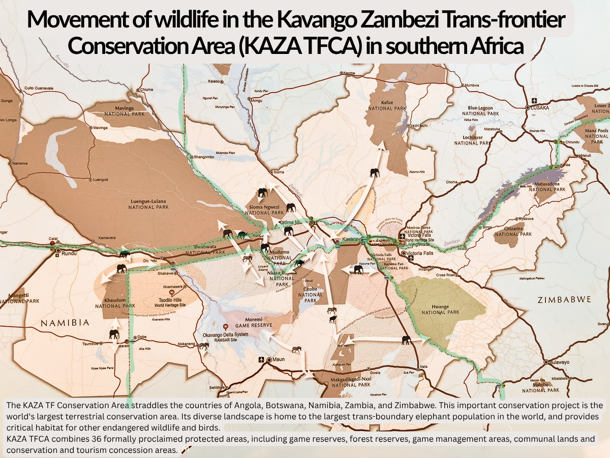 Movement of wildlife Hwange Kavango Zambezi Kaza conservation area Africa