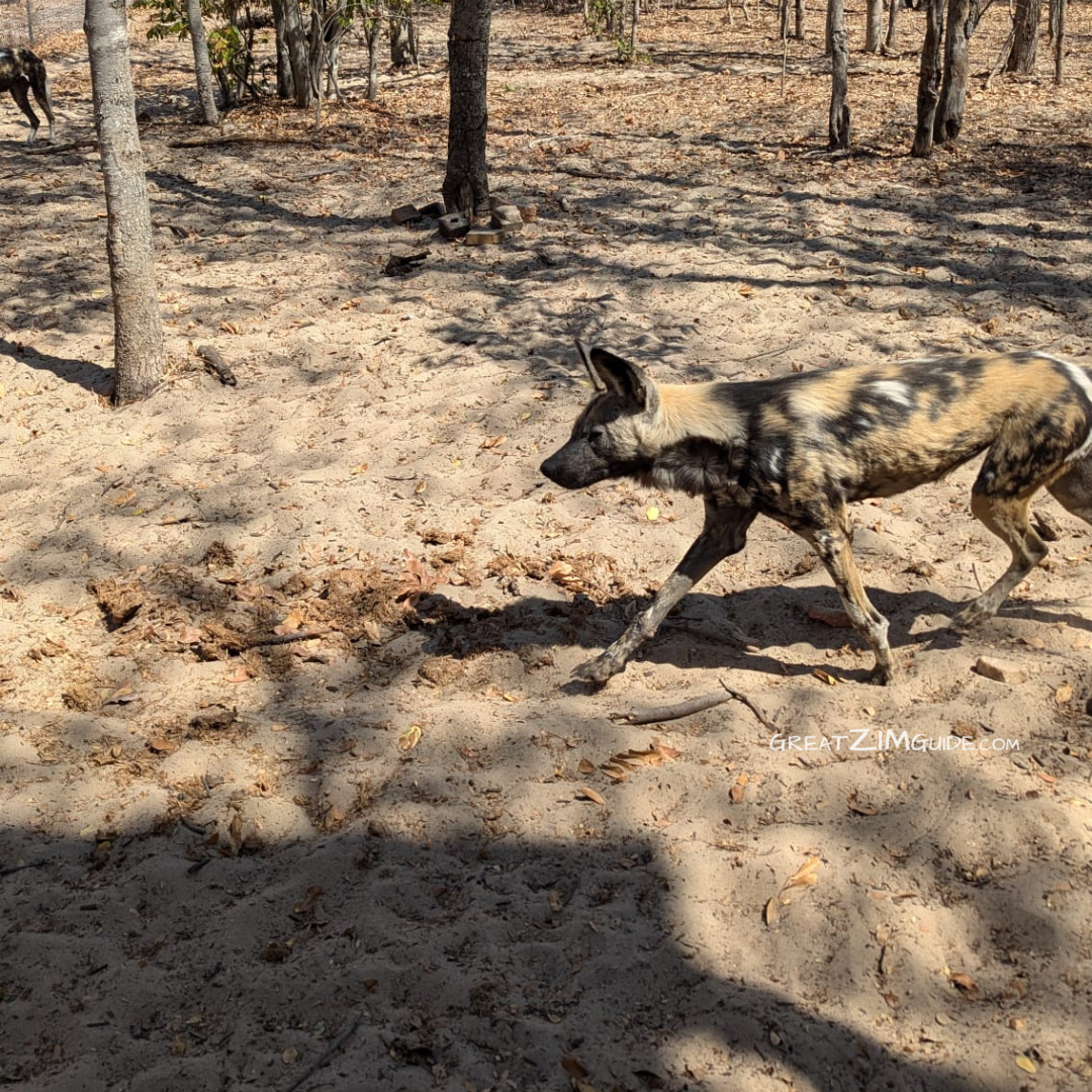 Painted dog conservation centre Hwange Zimbabwe Africa endangered