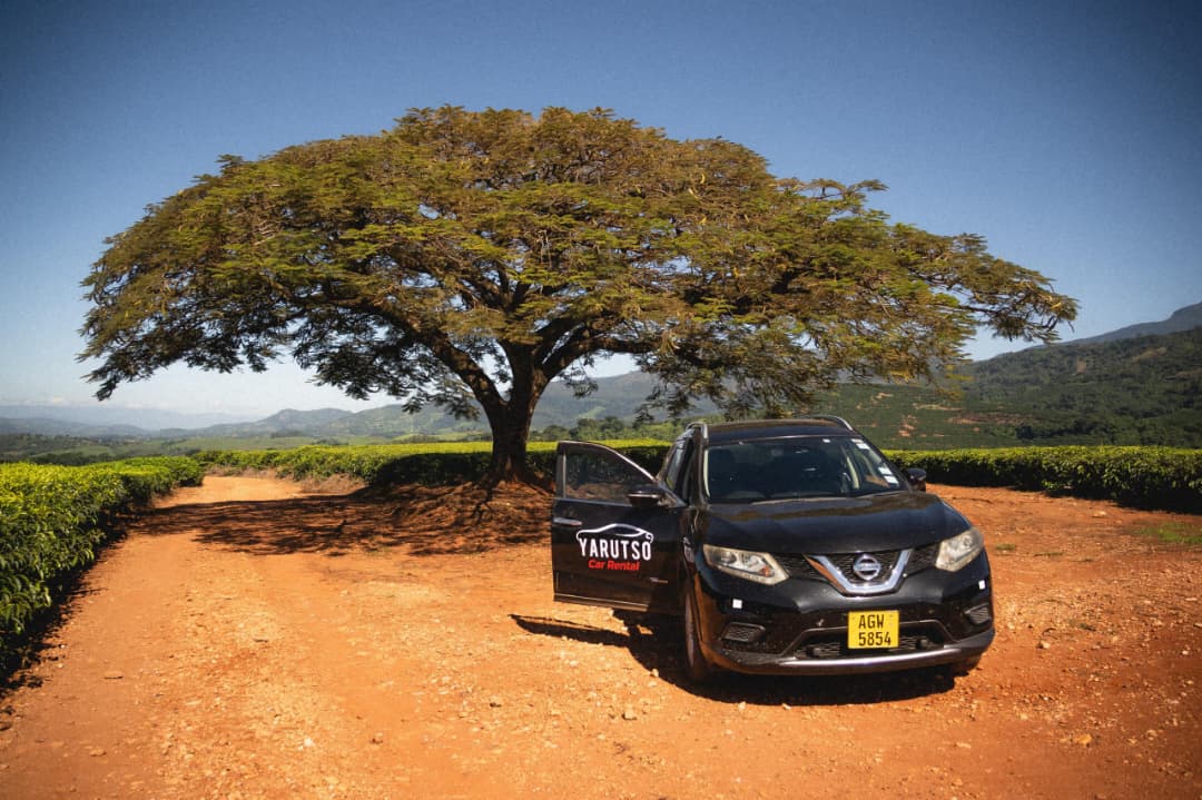 Yarutso Car Rental Zimbabwe 03 Grand Tour Tree