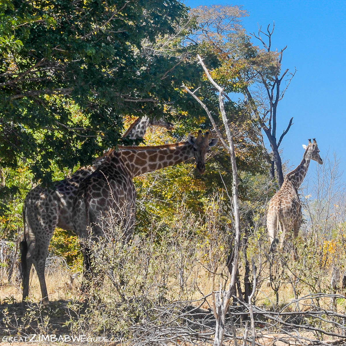 Giraffe Ngweshla Hwange National Park Zimbabwe Africa