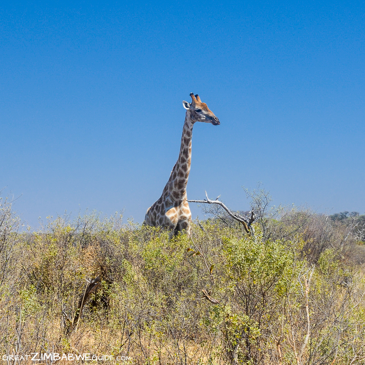 Giraffe long neck Hwange National Park Zimbabwe Africa