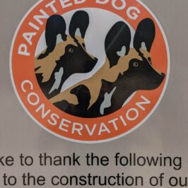 Hwange painted dog conservation