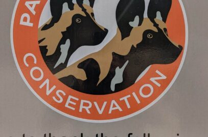 Hwange painted dog conservation