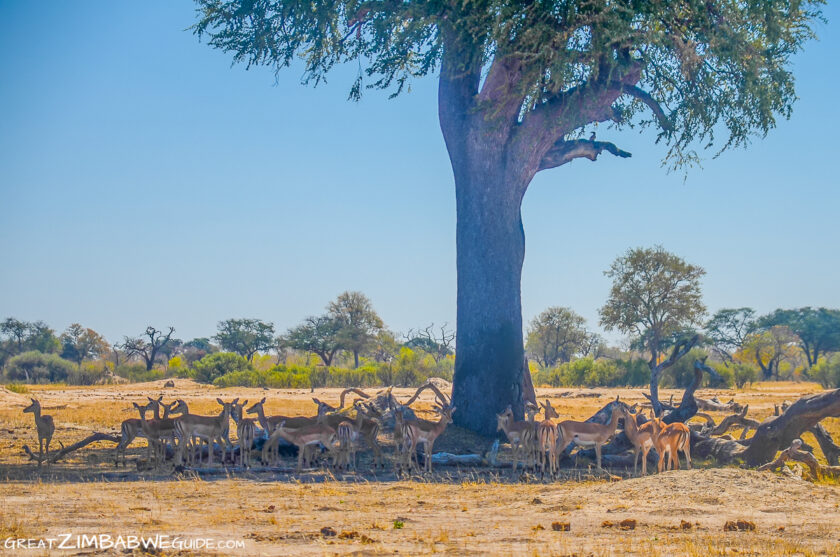 Impala at Hwange National Park Zimbabwe Africa