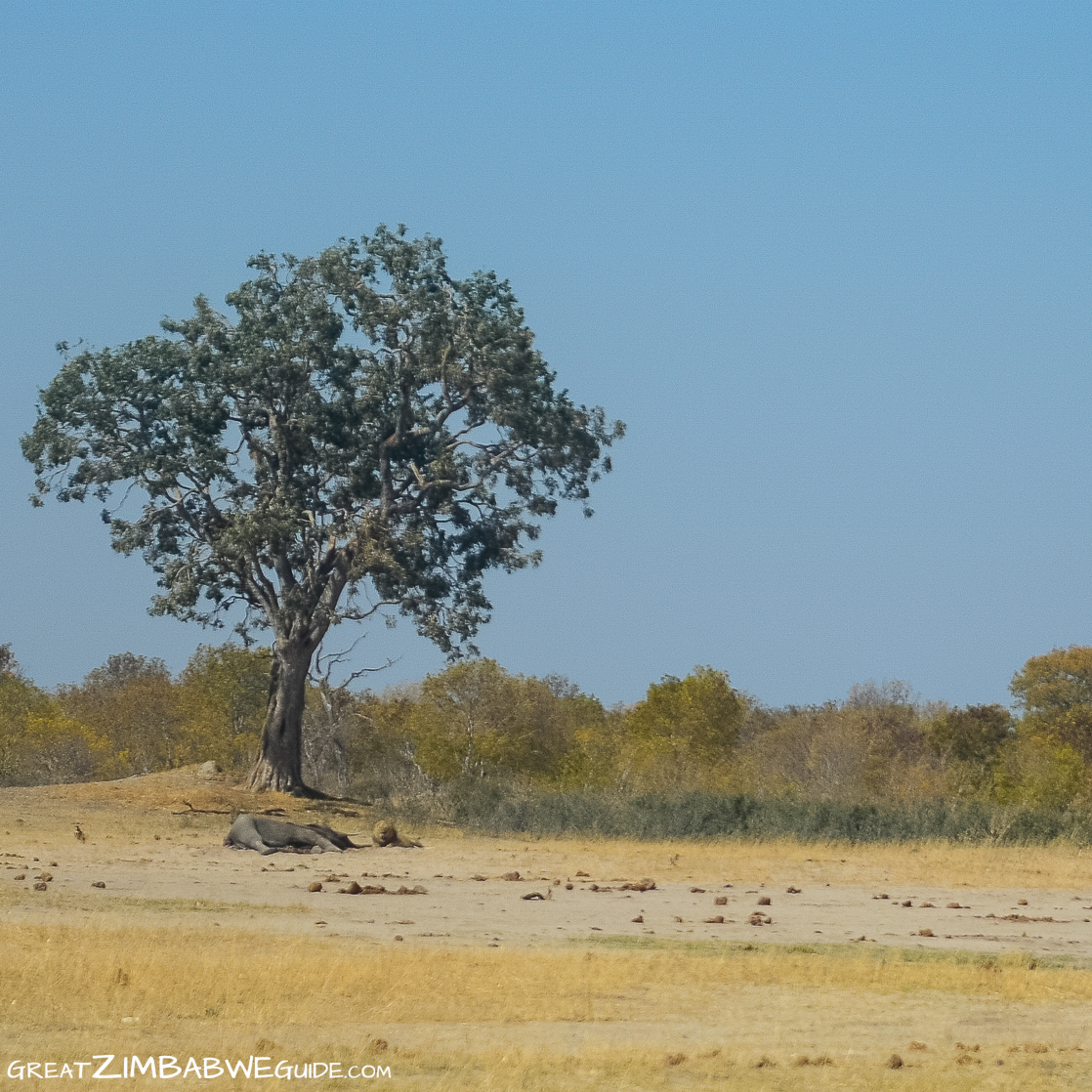 Lion with elephant carcass hwange national park zimbabwe africa