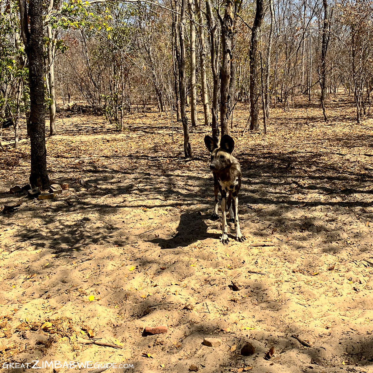 Wolf at Hwange Park Painted Dog Conservation Centre Zimbabwe