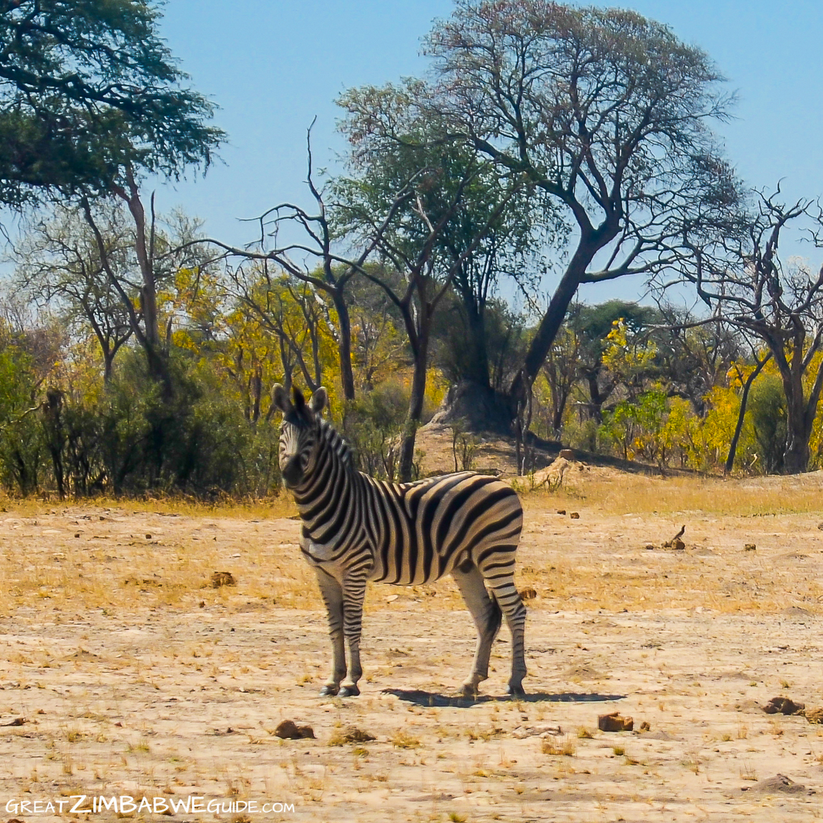 Zebra at Hwange National Park Zimbabwe Africa