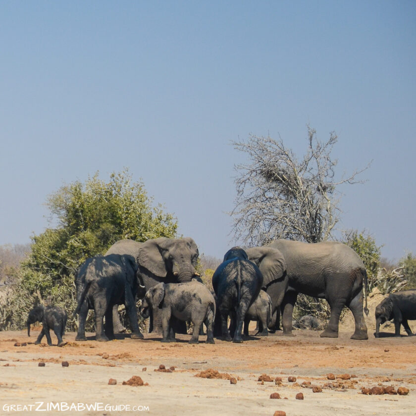 herd elephants hwange national park zimbabwe africa