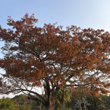 Zimbabwe travel news roundup September 2026 (and a poem)