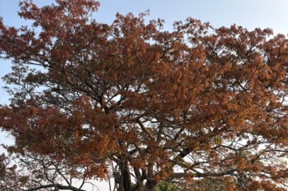 Zimbabwe red tree nature