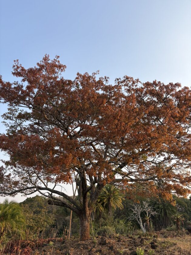 Zimbabwe red tree nature