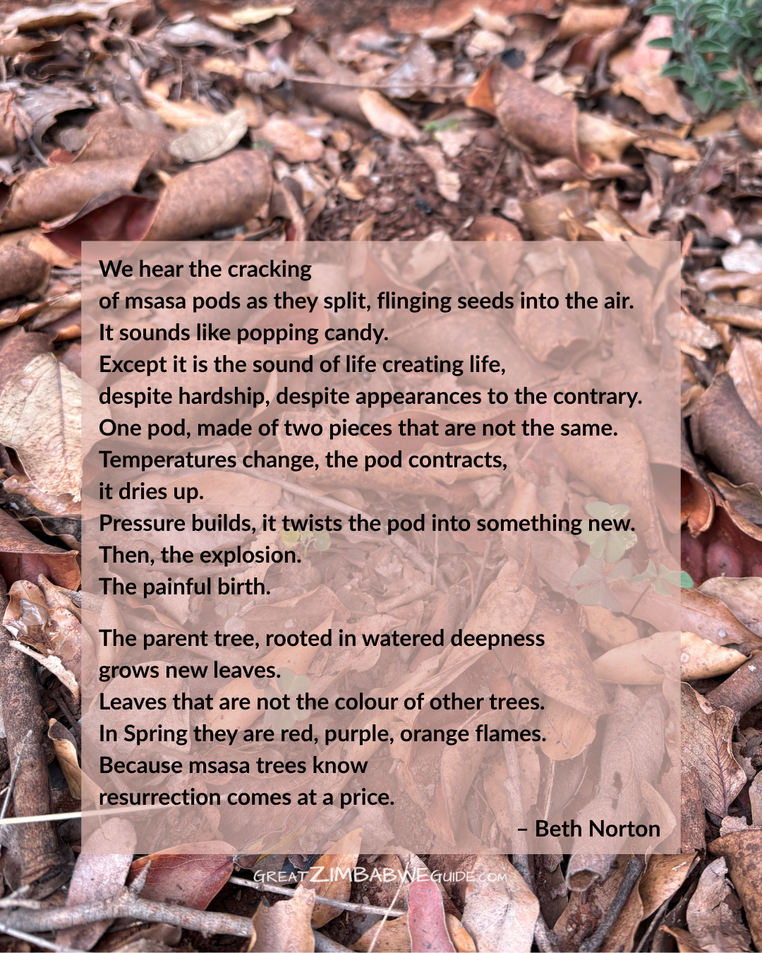 msasa pods poem zimbabwe beth