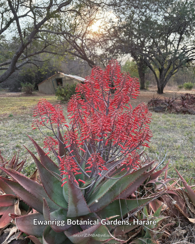Ewanrigg Botanical gardens Harare Zimbabwe (10)