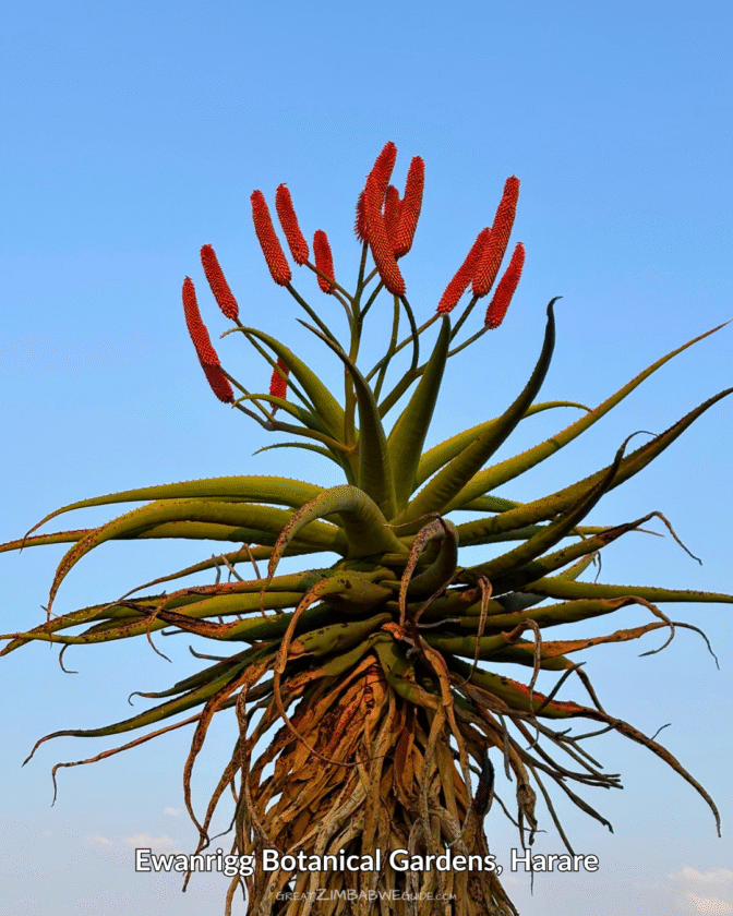 Ewanrigg Botanical gardens Harare Zimbabwe (11)
