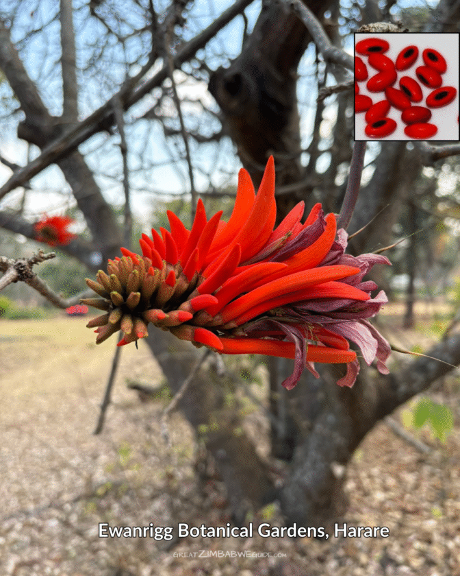 Ewanrigg Botanical gardens Harare Zimbabwe (12)
