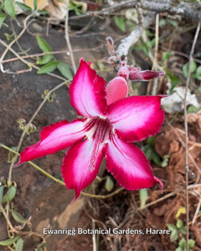 Ewanrigg Botanical gardens Harare Zimbabwe (13)