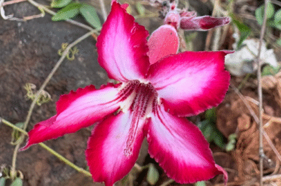 Ewanrigg Botanical gardens Harare Zimbabwe (13)