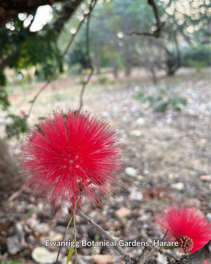 Ewanrigg Botanical gardens Harare Zimbabwe (14)