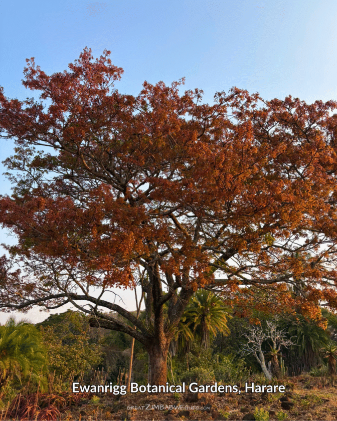 Ewanrigg Botanical gardens Harare Zimbabwe (15)