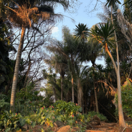 Ewanrigg Botanical gardens Harare Zimbabwe (5)