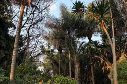 Ewanrigg Botanical gardens Harare Zimbabwe (5)