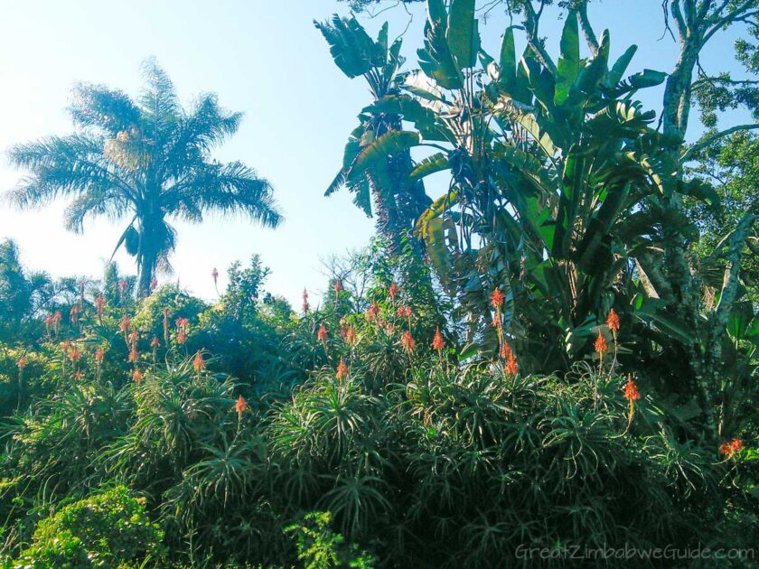Ewanrigg-Gardens-Harare-Zimbabwe-Aloes-02
