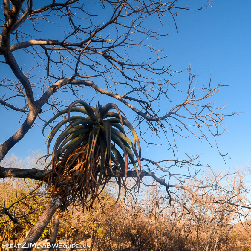 Matobo National Park Zimbabwe Aloe